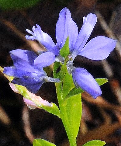 Fiore di montagna azzurro - Polygala sp.